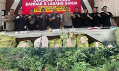 Operasi Gabungan Polda Sumsel Bongkar Ladang Ganja 20 Hektar di Empat Lawang, 220 Kg Ganja dan Bandar Utama Ditangkap