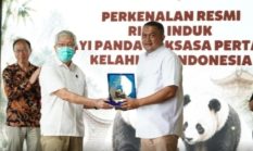 Bupati Bogor Bangga, Baby Rio Cetak Sejarah sebagai Panda Pertama yang Lahir di Indonesia
